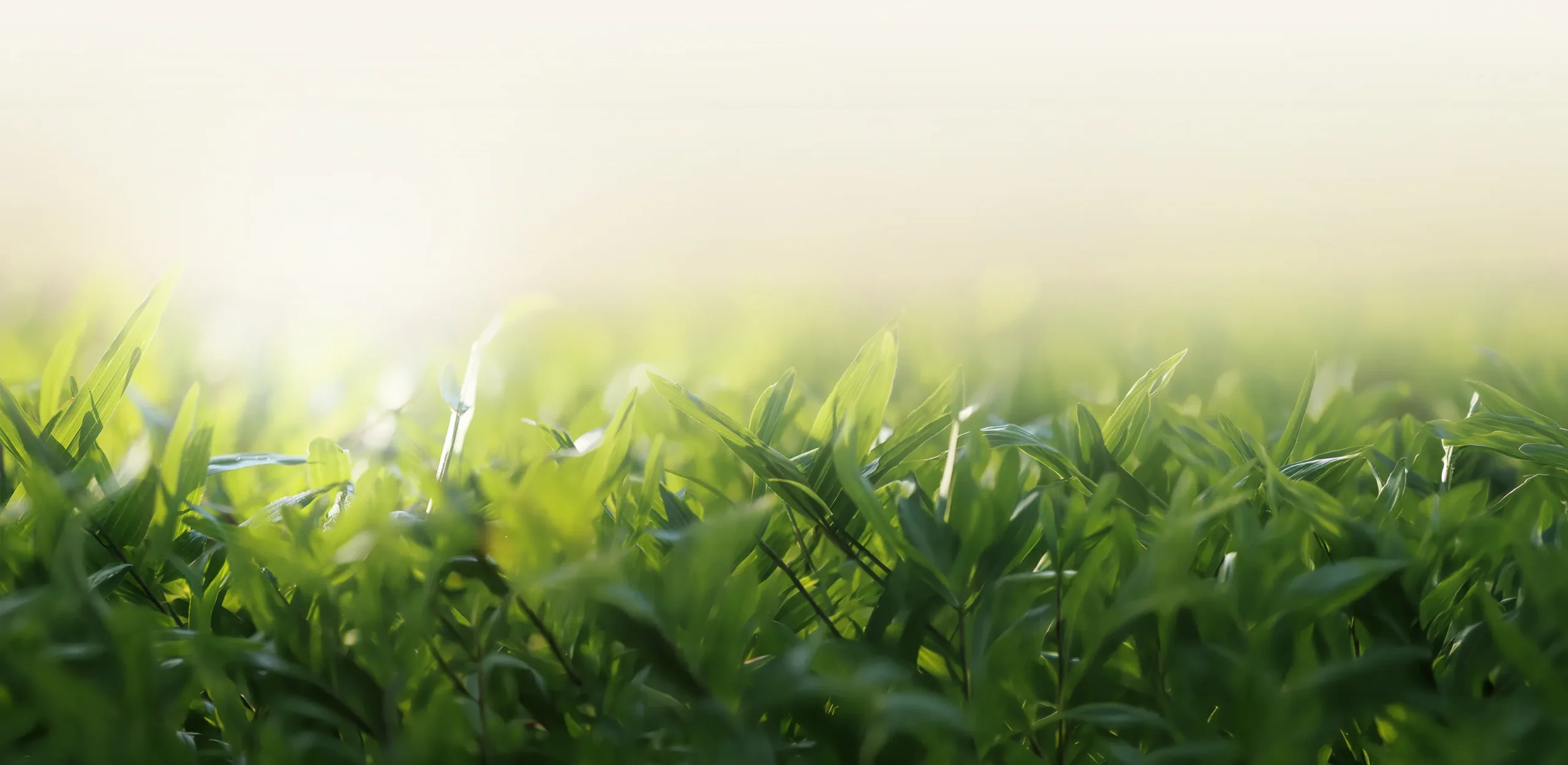 Image of a Grass
